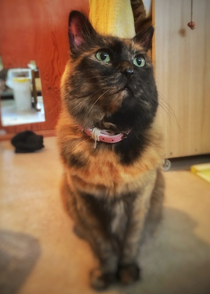 カリカリが欲しいサビ猫みんと