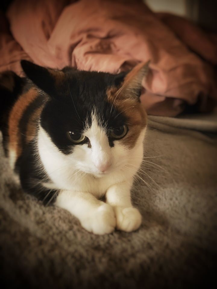 うつむく三毛猫チョコ