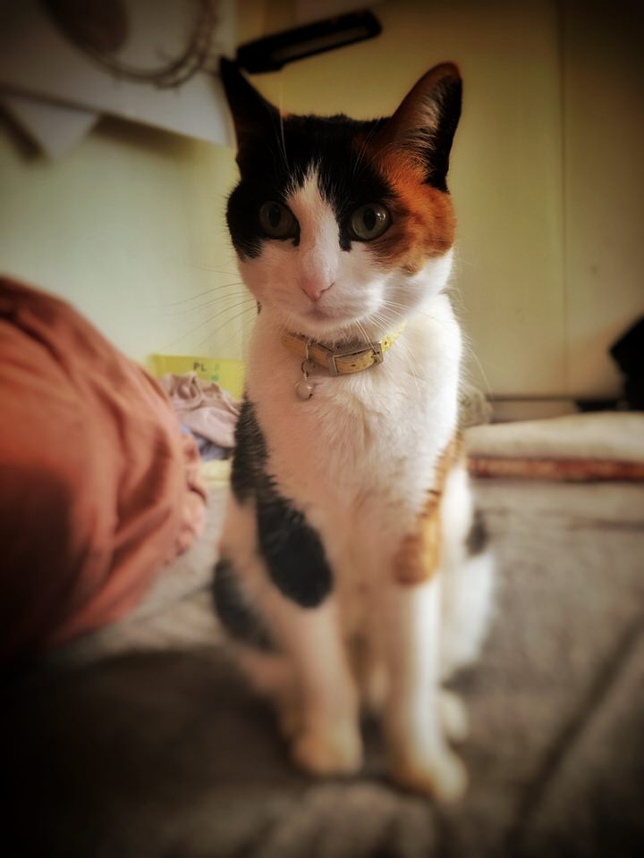 三毛猫チョコ、ポートレート。