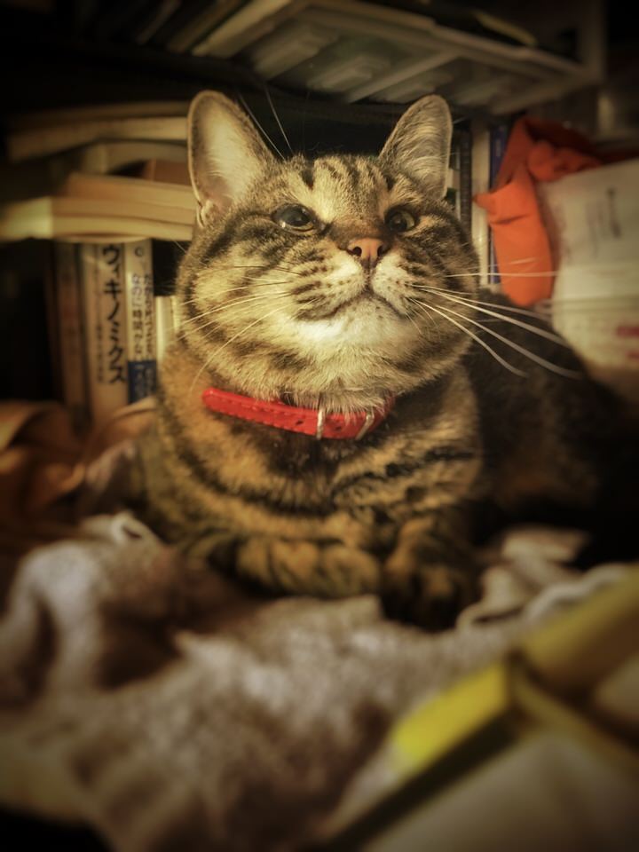 楽天的な鯖トラ猫ヨリ
