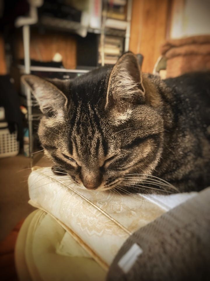 つられてショックな鯖トラ猫ヨリ