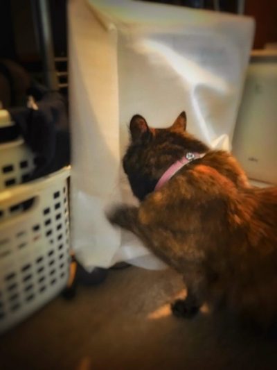帰ってきたiMacが気になるサビ猫みんと