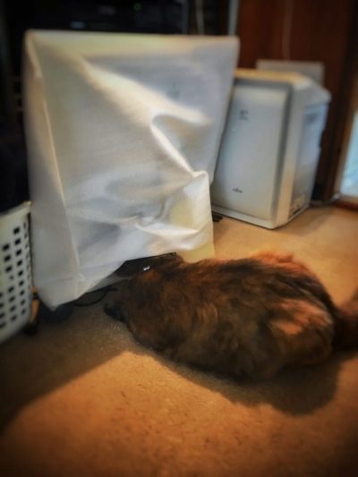 カバーの中を確認しないと気が済まないサビ猫みんと