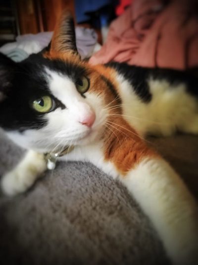 ガンバレとゲキを飛ばす三毛猫チョコ。