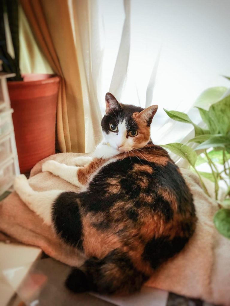 うちの猫、「チョコ」です。