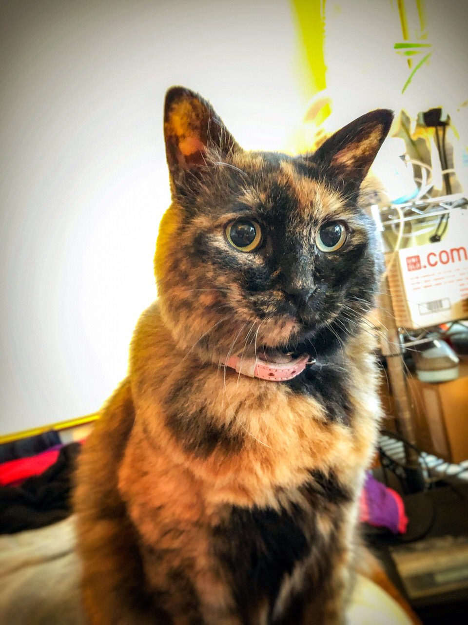 うちの猫、「みんと」です。